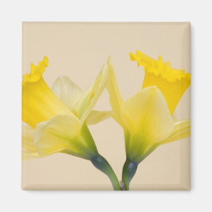 Íman Narcisos amarelos