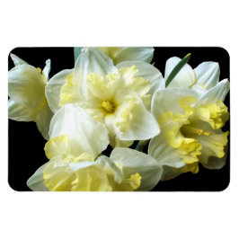 Íman Narcisos Brancos Amarelos Flores de Narciso