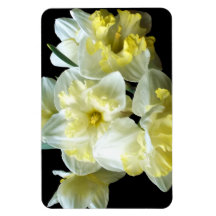 Narcisos Brancos Amarelos Flores de Narciso