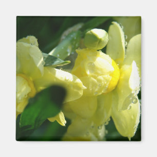 Íman Narcisos Com Gotículas de Água