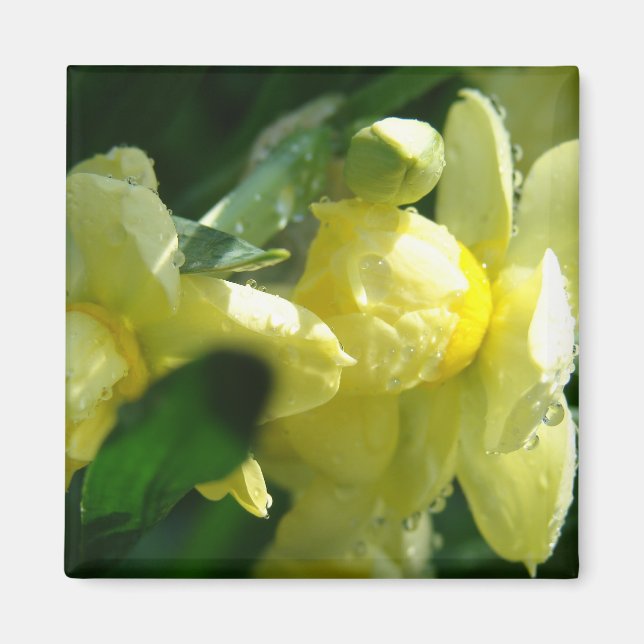 Íman Narcisos Com Gotículas de Água (Frente)