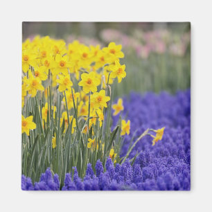 Íman Narcisos e Jacintos de Uva, Keukenhof 3