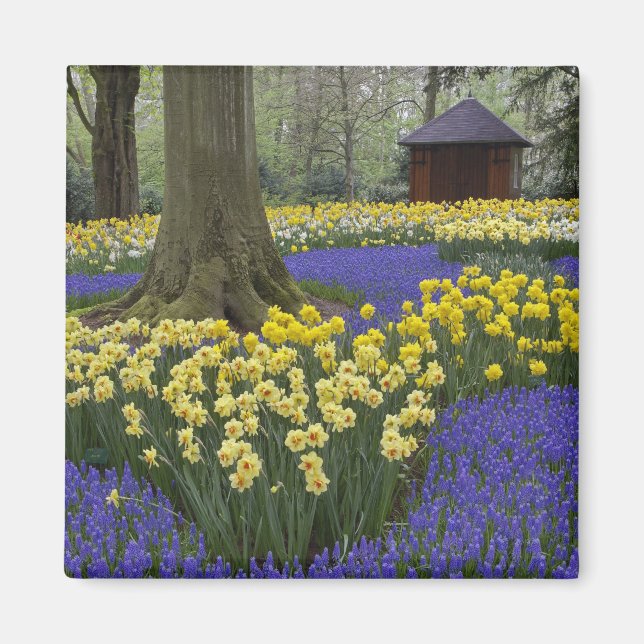 Íman Narcisos, jacintos e jardim de tulipas, (Frente)