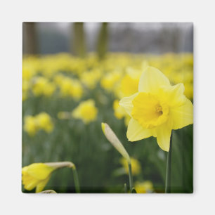 Íman Narcisos (RF)