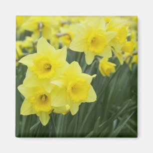 Íman Narcisos RF)