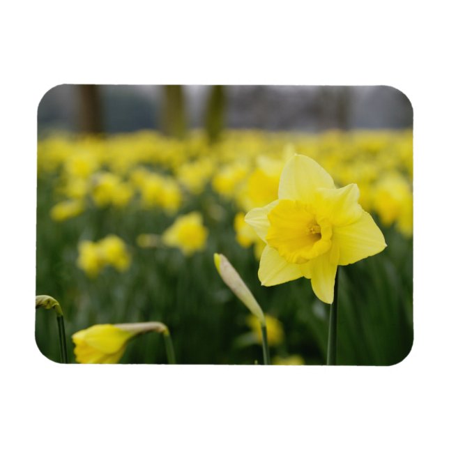 Íman Narcisos (RF) (Horizontal)