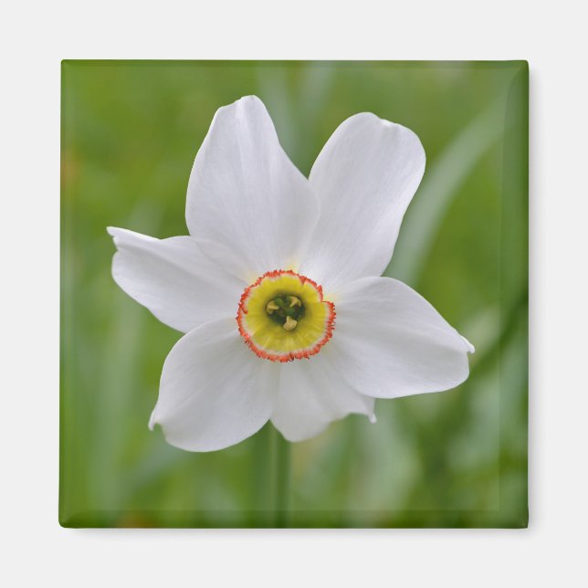 Íman Narcissus: Magneta de Flor Recorrente (Frente)
