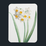 Íman Narcissus, Pierre-Joseph Redouté, 1805<br><div class="desc">Pierre-Joseph Redouté,  1805,  
stippled engraving,  printed in color,  in La Botanique de Jean-Jacques Rousseau... .
french,  narcissus,  flowers,  floral,  botanical print,  vintage,  retro,  bright soft,  nature,  natural,  formal,  sophisticated,  minimalist,  minimalism,  white,  yellow,  green,  delicate,  elegant,  sophisticated,  stately,  chic,  drawing,  cottagecore</div>