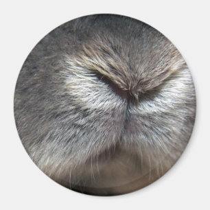 Íman nariz de coelho