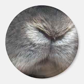 Íman nariz de coelho