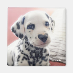 Íman Nariz de Coração Dalmata