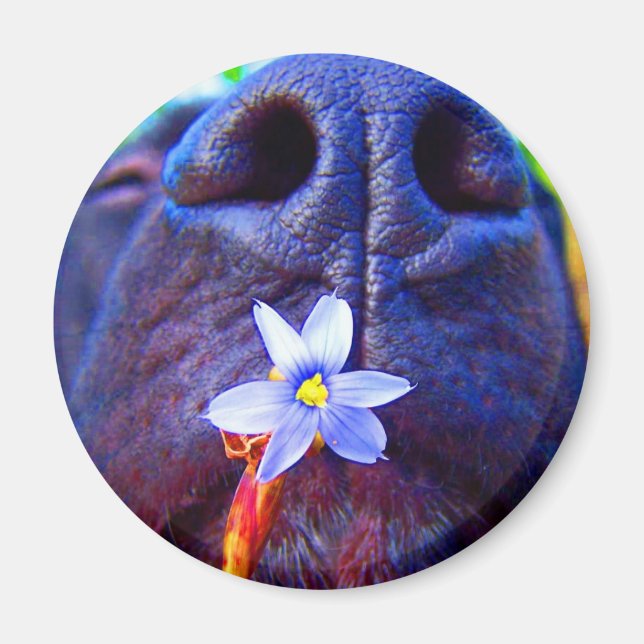 Íman Nariz preto misturado, pequena flor roxa (Frente)