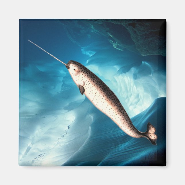 Íman Narwhal Magnet (Frente)