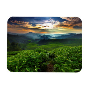 Íman Nascer do sol sobre a fazenda do chá