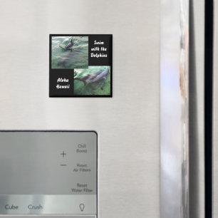 Íman Natação com golfinhos no Havaí