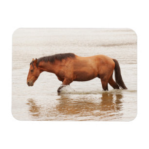 Íman Natação da manhã para um cavalo
