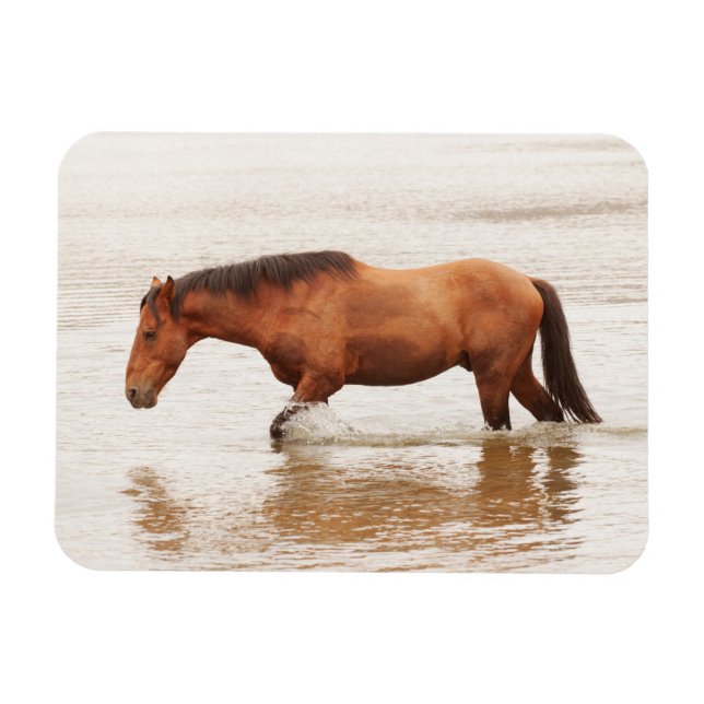 Íman Natação da manhã para um cavalo (Horizontal)