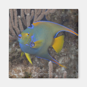 Íman Natação do Angelfish da rainha (ciliaris de