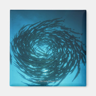 Íman Natação do barracuda de Blackfin nos círculos