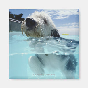 Íman Natação do cão em uma piscina