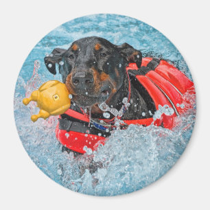 Íman Natação do Doberman com brinquedo favorito