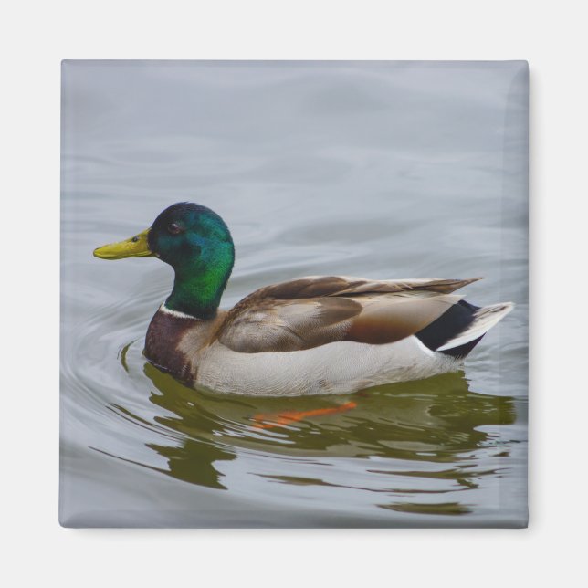 Íman Natação Mallard Natação (Frente)