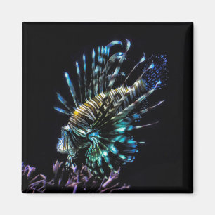 Íman Natações de Lionfish
