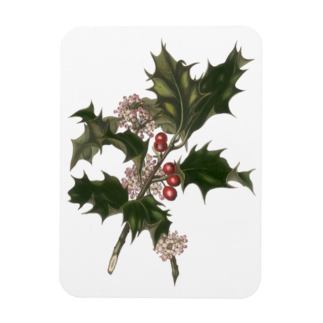 Íman Natais vintages, Green Holly Plant com Berries (Vertical)