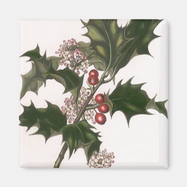 Íman Natais vintages, Holly Plant com Red Berries (Frente)