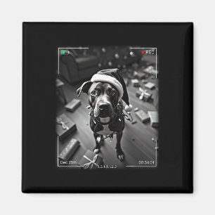 Íman Natal Americano Staffordshire Terrier foi capturad