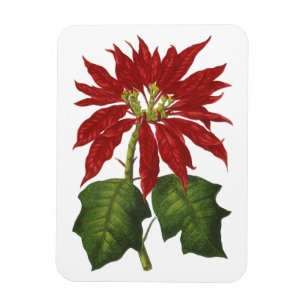 Íman Natal Antigo, Planta de Inverno Poinsettia Vermelh