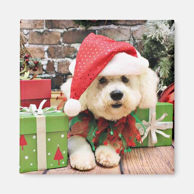 Íman Natal - Bichon Frise - Daisy (Frente)