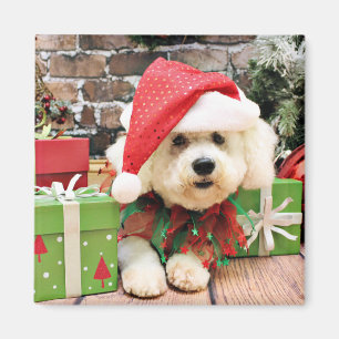 Íman Natal - Bichon Frise - margarida