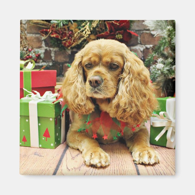 Íman Natal - Cockalier - Suzy (Frente)