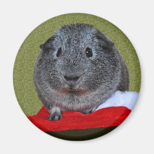 Íman Natal da cobaia