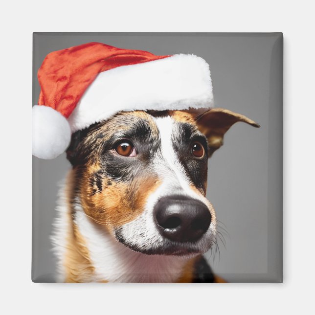 Íman Natal de Cattle na Austrália (Frente)