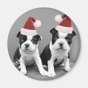 Íman Natal em Boston Terriers