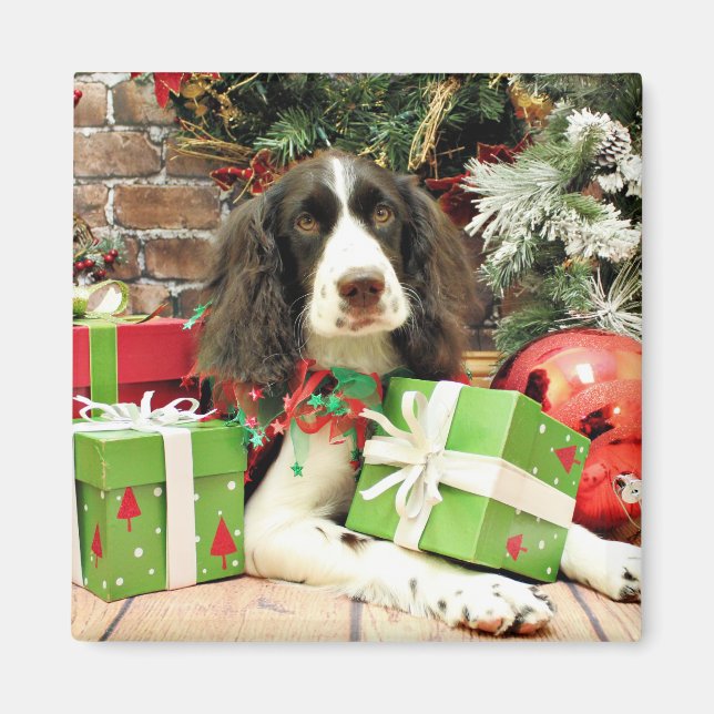 Íman Natal - Inglês Springer Spaniel - Kinzie (Frente)