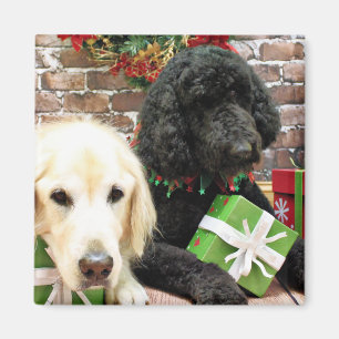 Íman Natal - Labradoodle Miller - golden retriever