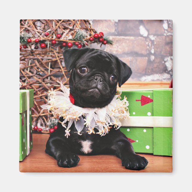 Íman Natal - Pug - Daisy Mae (Frente)