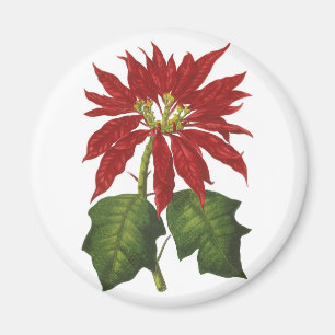 Íman Natal vintage, planta vermelha do inverno da