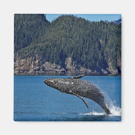 Íman Nature Humpback Whale Wildlife Foto