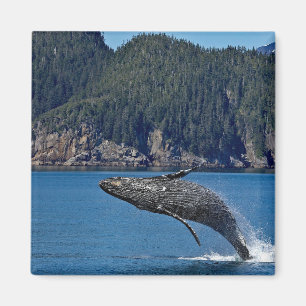 Íman Nature Humpback Whale Wildlife Foto