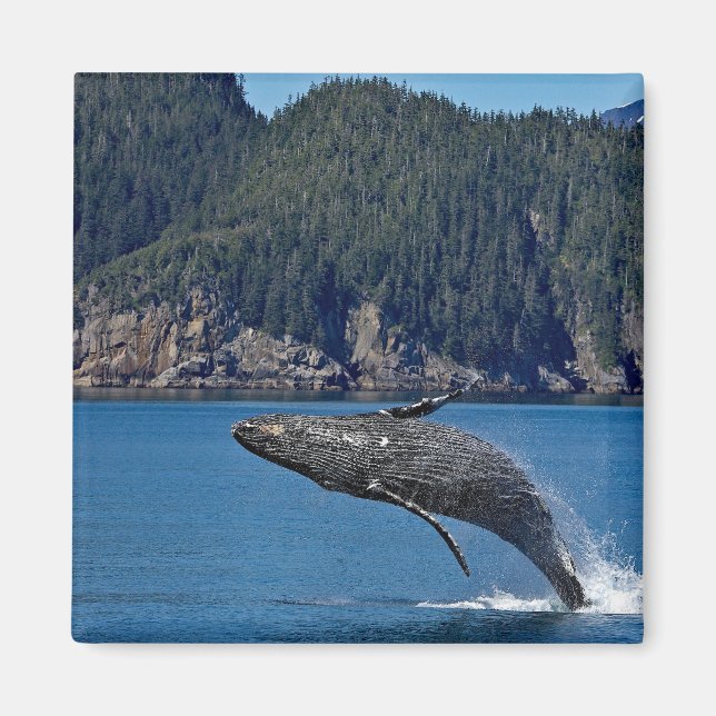 Íman Nature Humpback Whale Wildlife Foto (Frente)