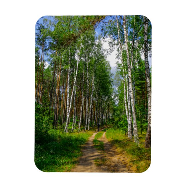 Íman Nature Landscape Forest Birch Bielorrússia (Vertical)