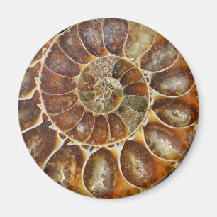 Íman natureza animal do preto fóssil pré-histórico d