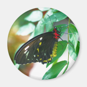 Íman Natureza da borboleta preta