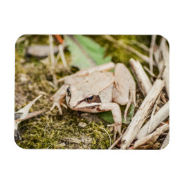 Íman Natureza Do Sapo Da Madeira Animais Da Floresta