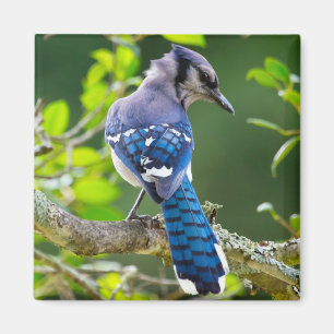 Íman Natureza Fotografia Shy Blue Jay Roupa presente