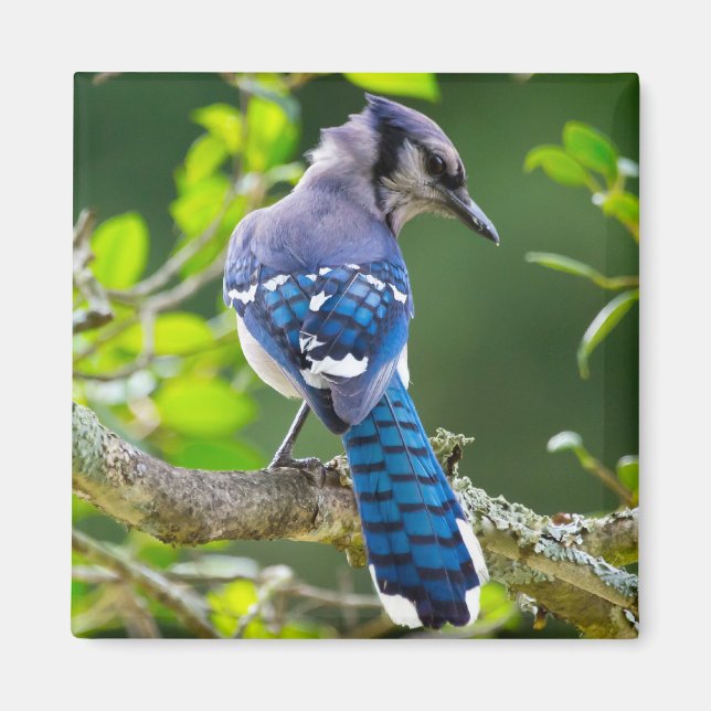 Íman Natureza Fotografia Shy Blue Jay Roupa presente (Frente)